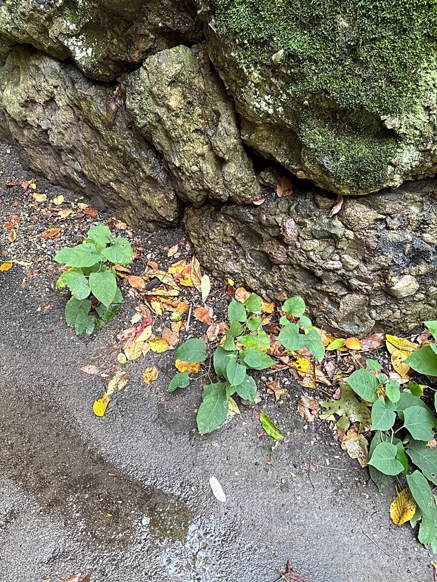 case id 101006330295 picture 1.png