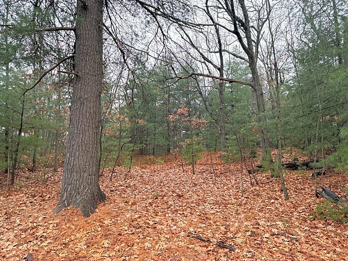 case id 101006381349 picture 2.png