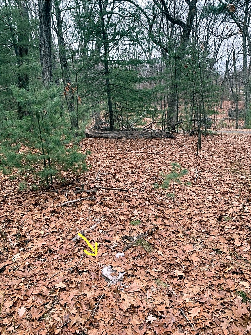 case id 101006385138 picture 1.png